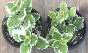 Komarzyca - Plectranthus - roślina