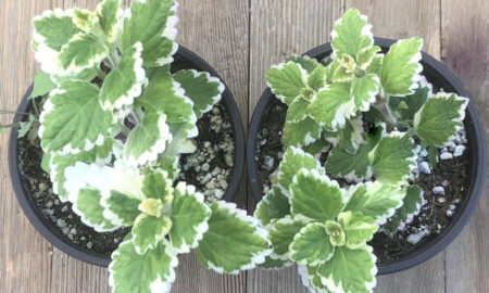 Komarzyca - Plectranthus - roślina