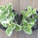 Komarzyca - Plectranthus - roślina