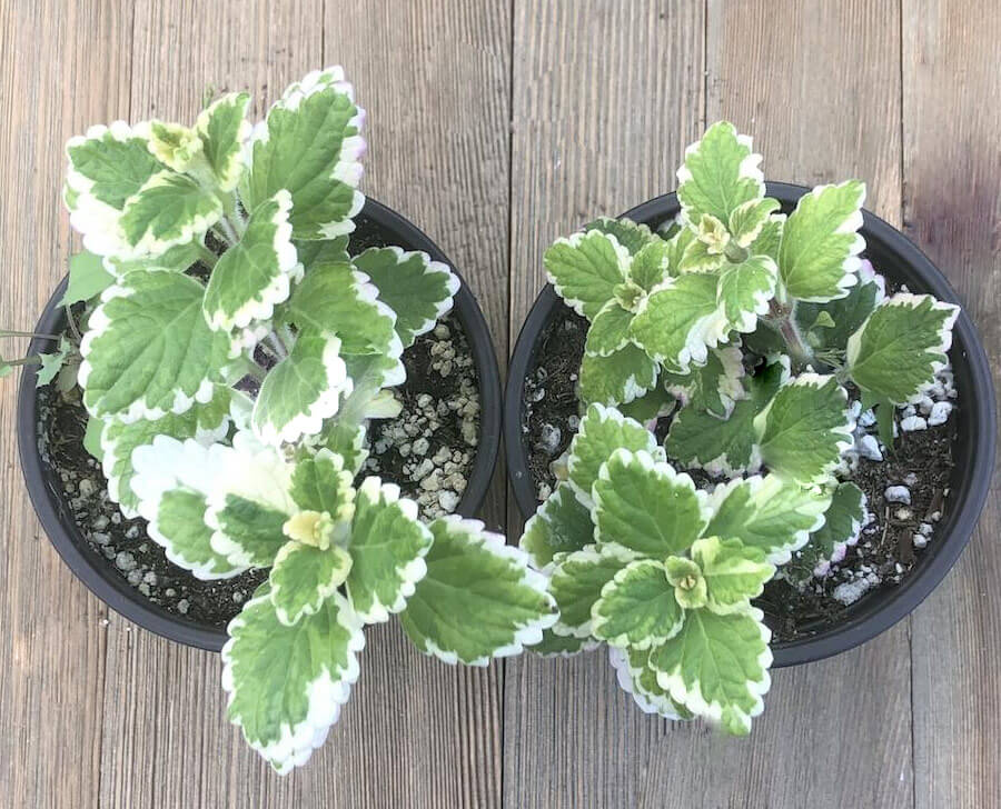 Komarzyca - Plectranthus - roślina