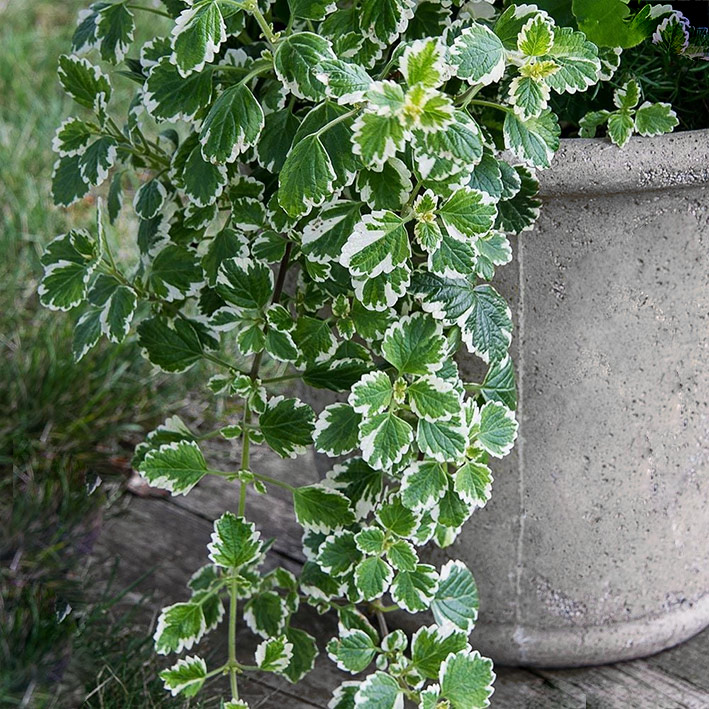 Komarzyca w doniczce