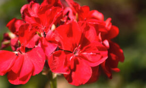 pelargonia angielska - Pelargonium grandiflorum