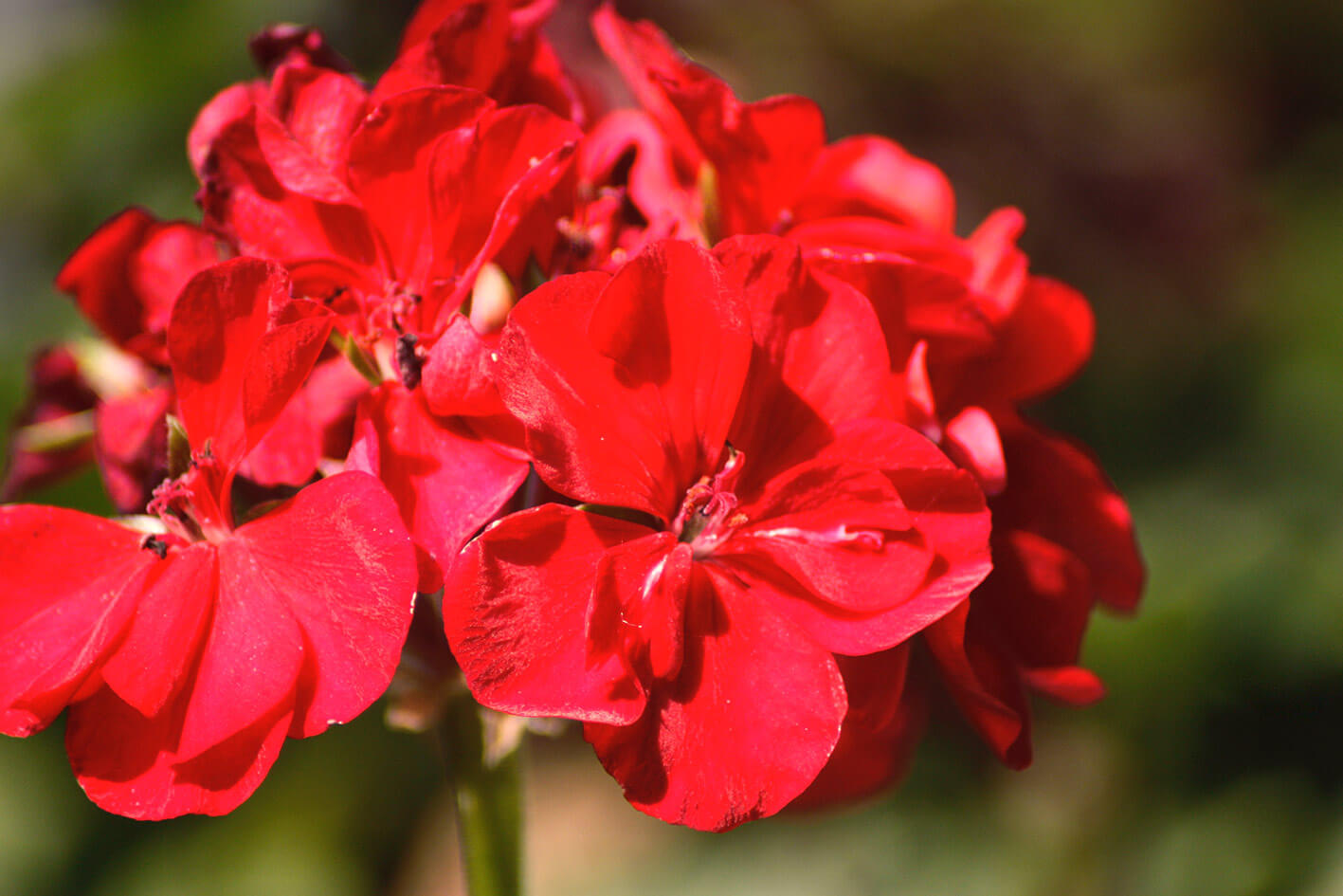pelargonia angielska - Pelargonium grandiflorum