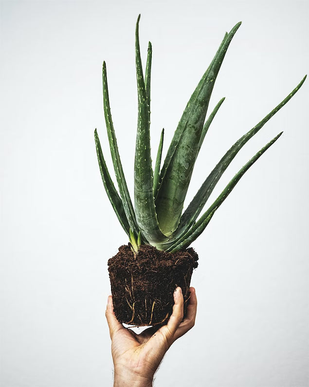 Aloes - przesadzanie