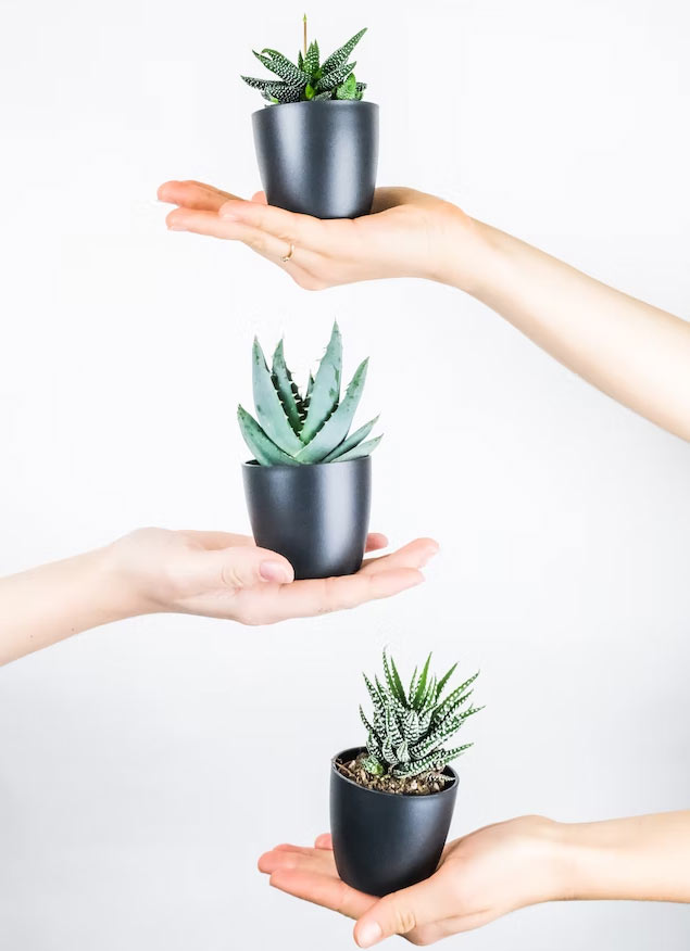 Aloes - rodzaje