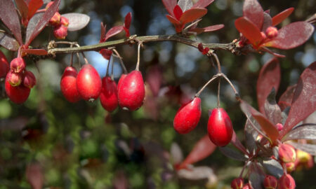 Berberys Thunberga
