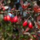Berberys Thunberga