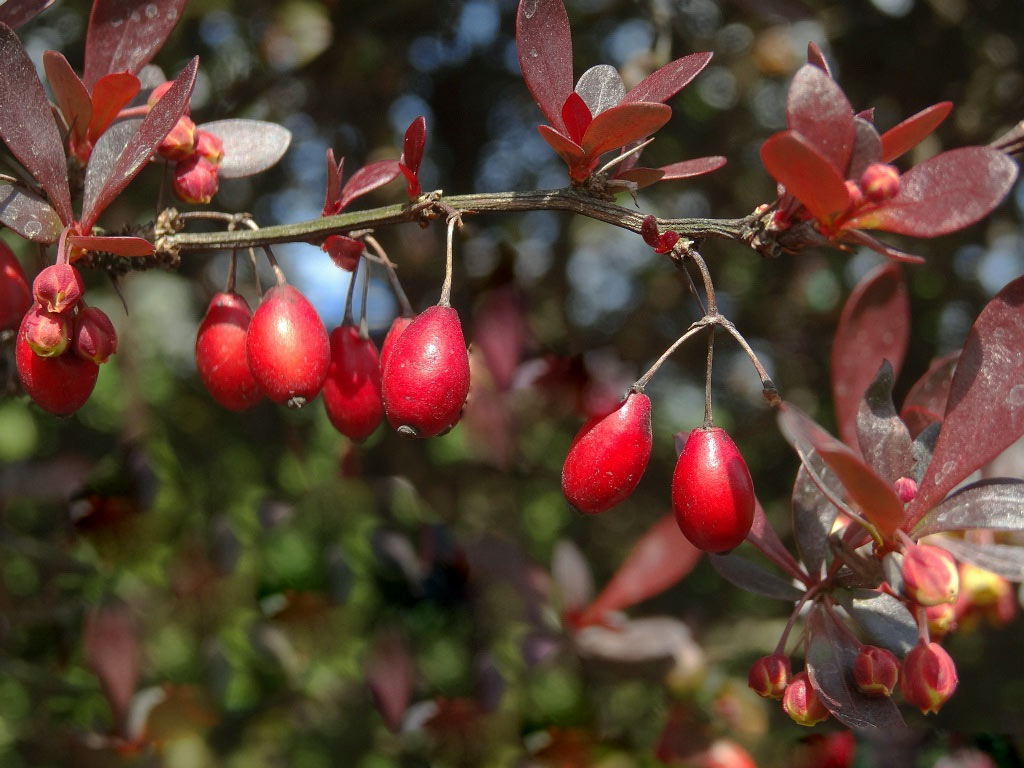 Berberys Thunberga