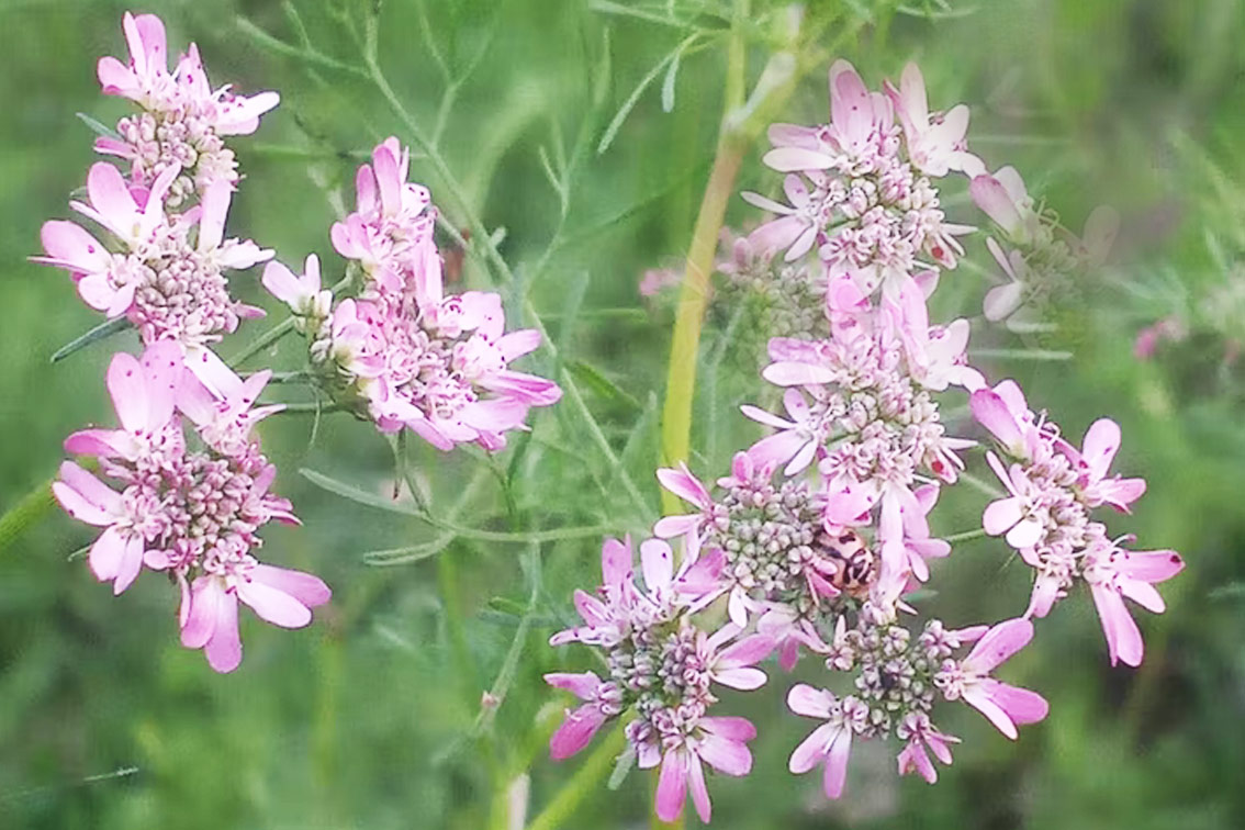 Heliotrop peruwiański