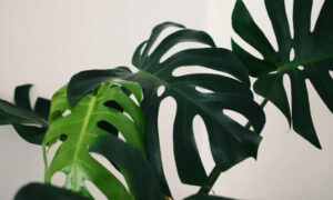 Monstera Deliciosa - poradnik