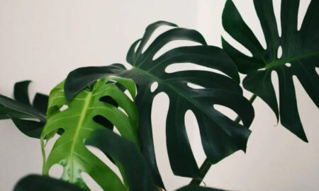 Monstera Deliciosa - poradnik