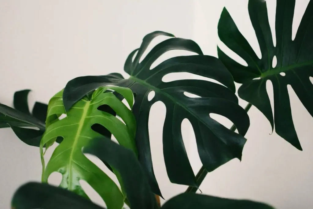 Monstera Deliciosa - poradnik