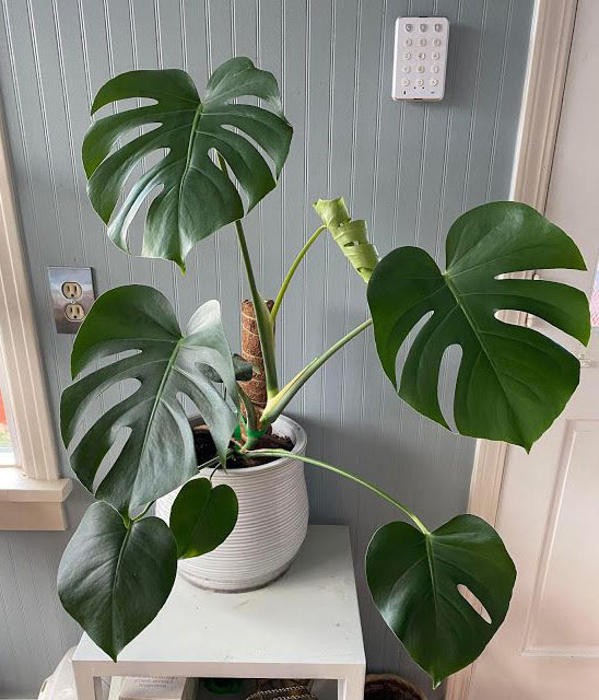 Monstera