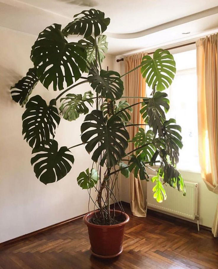 Monstera w mieszkaniu