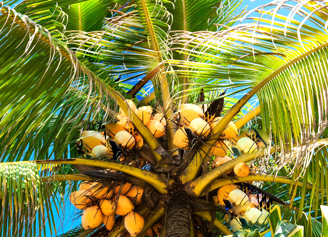 Palma kokosowa