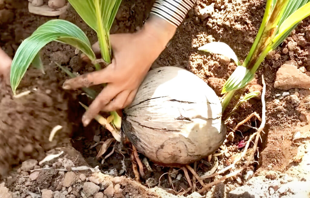 Palma kokosowa - sadzenie