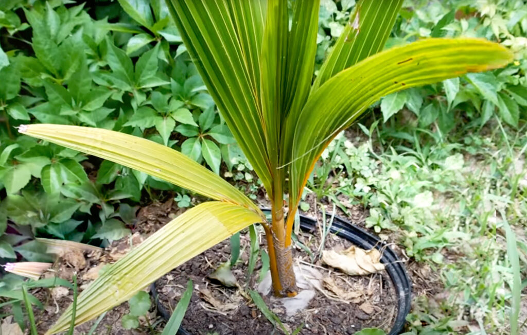 Palma kokosowa - sadzonka