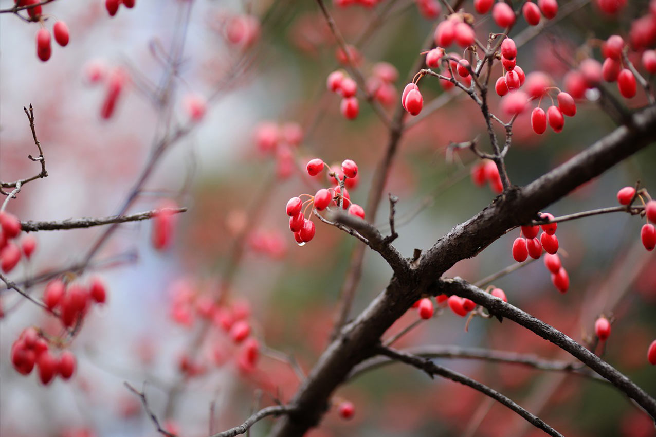 Dereń jak uprawiać