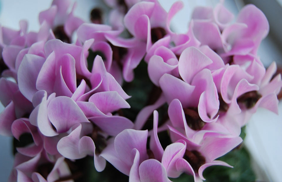 Fiołek alpejski - fioletowy