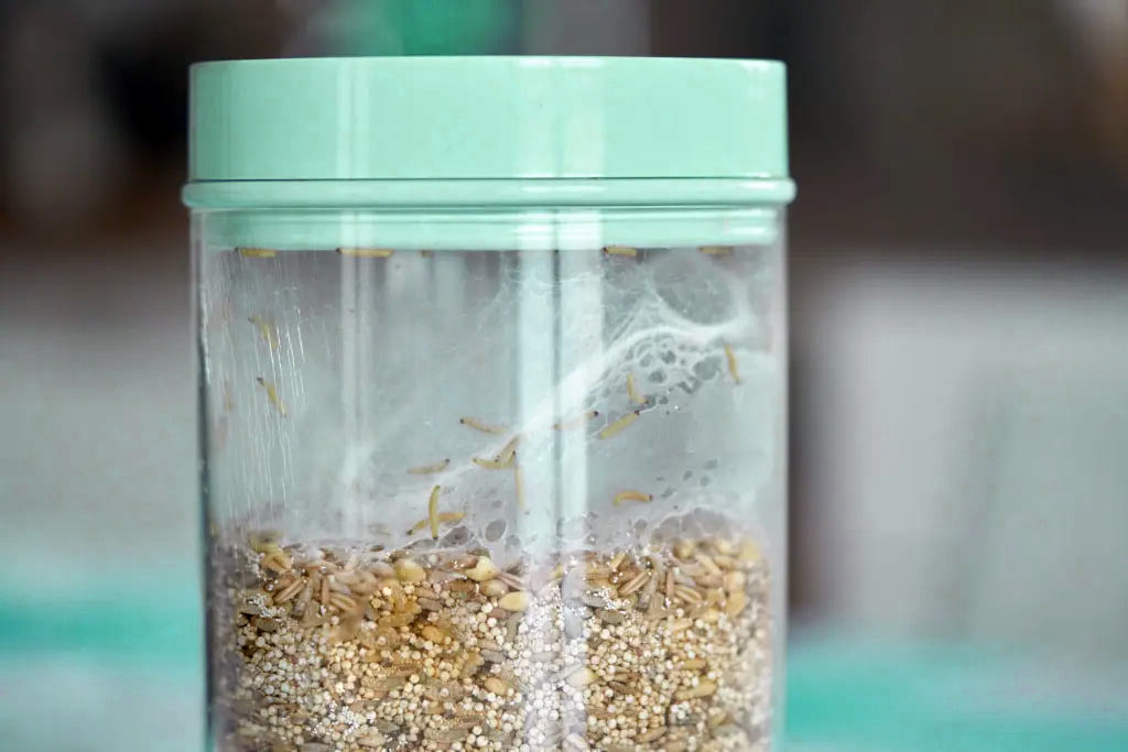 Mole spożywcze w kuchni