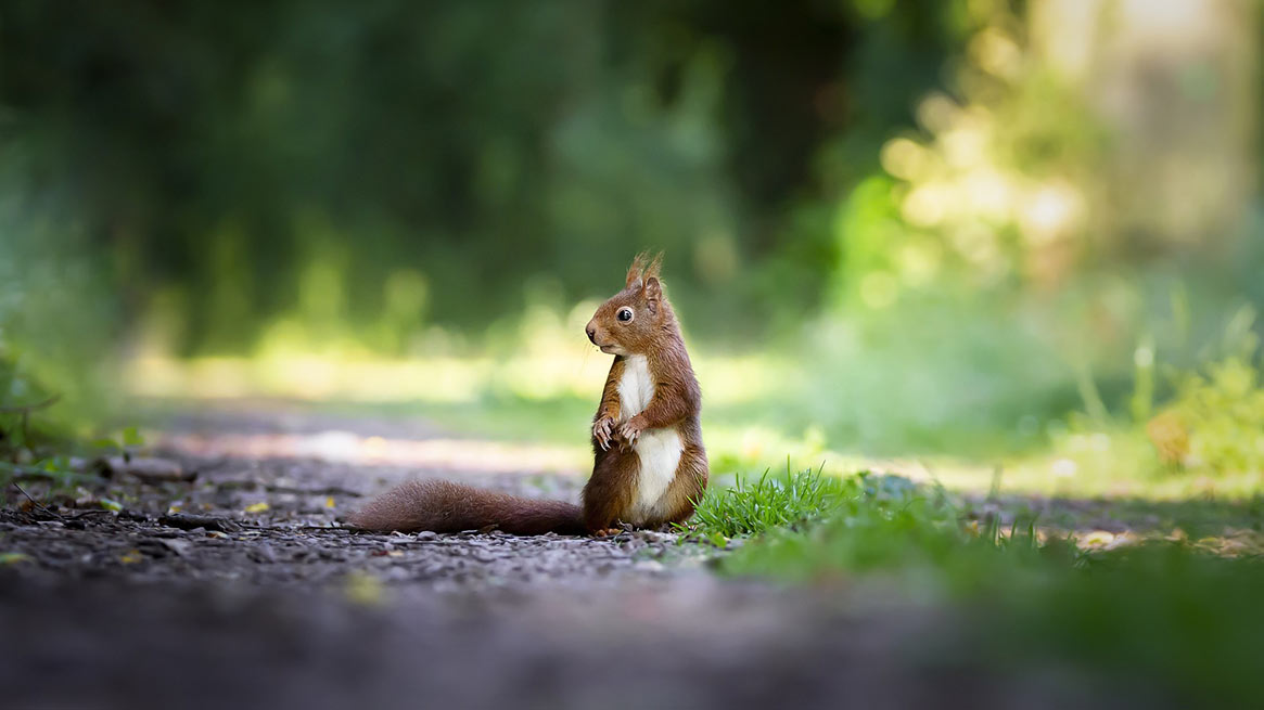 Wiewiórka pospolita - informacje