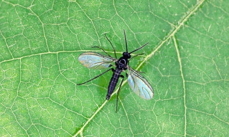 Ziemiorki