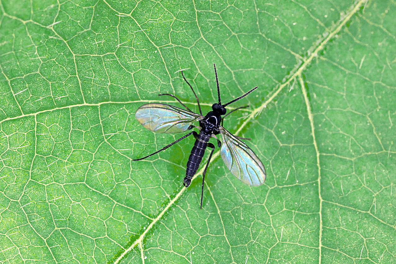 Ziemiorki