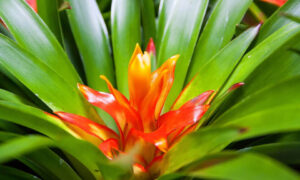 Guzmania - poradnik