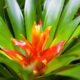 Guzmania - poradnik
