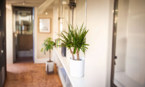 Dracena
