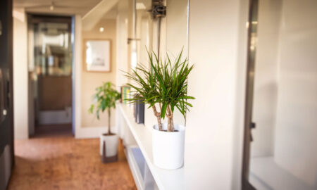 Dracena