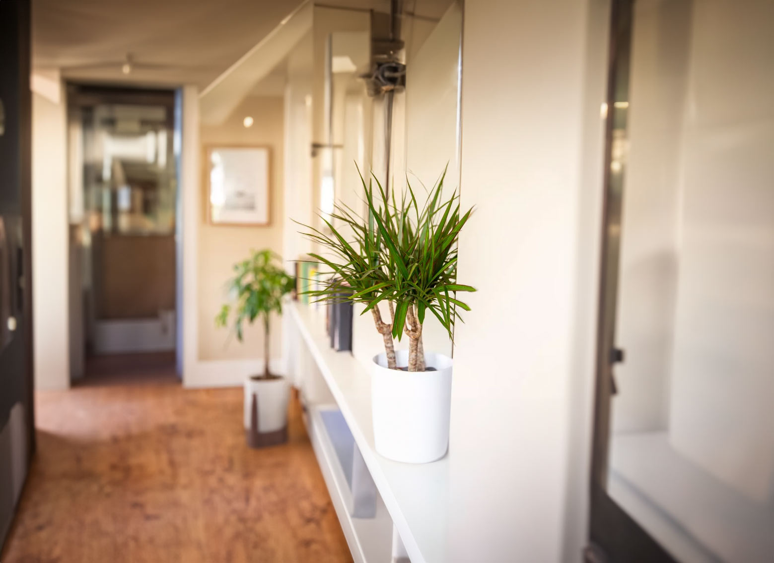 Dracena