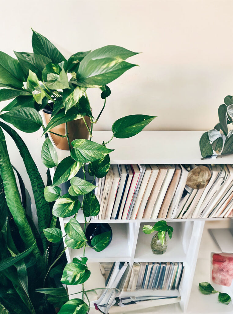 Epipremnum aureum - złociste