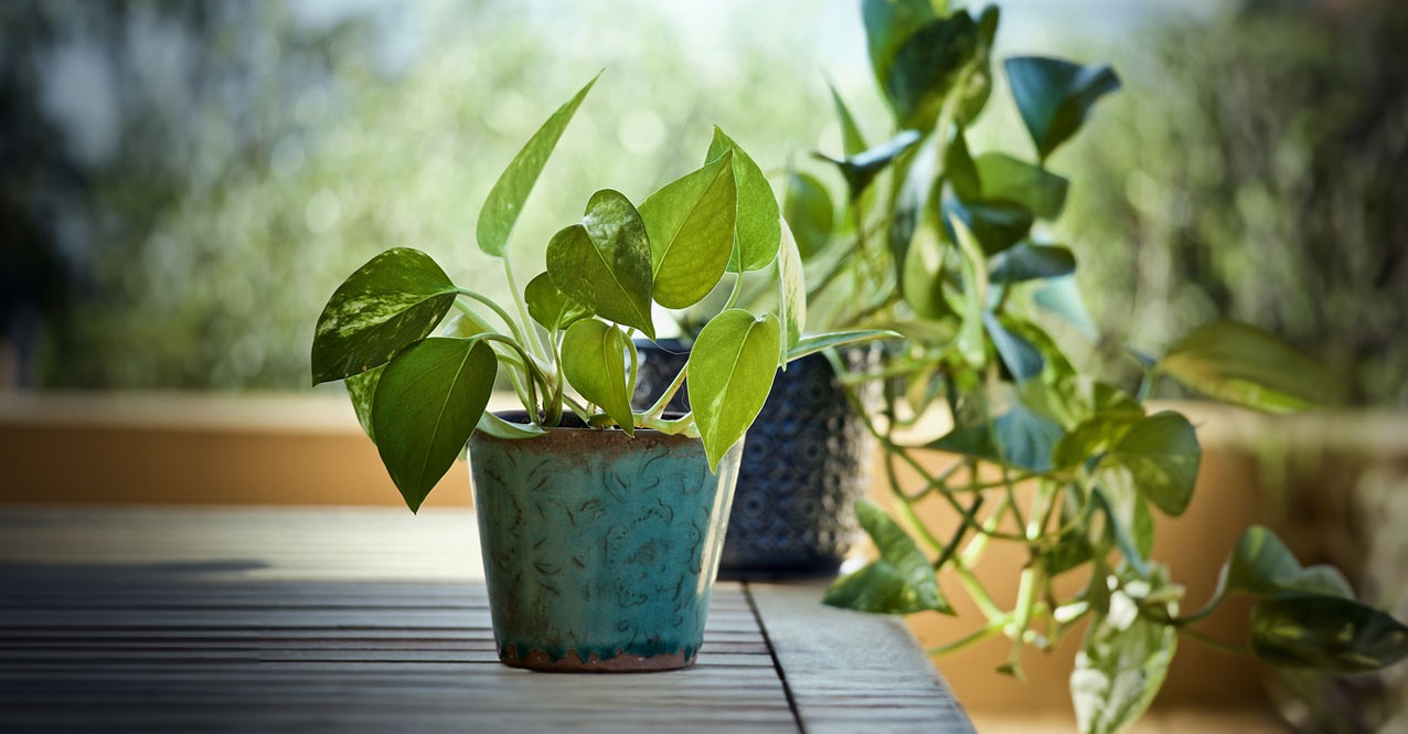 Epipremnum złociste