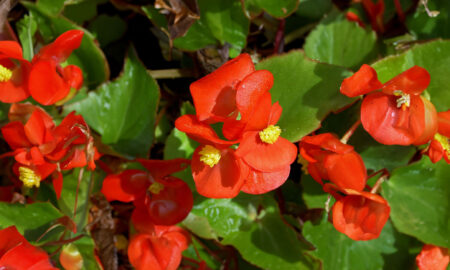 Begonia Dragon - semperflorens-cultorum