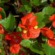 Begonia Dragon - semperflorens-cultorum
