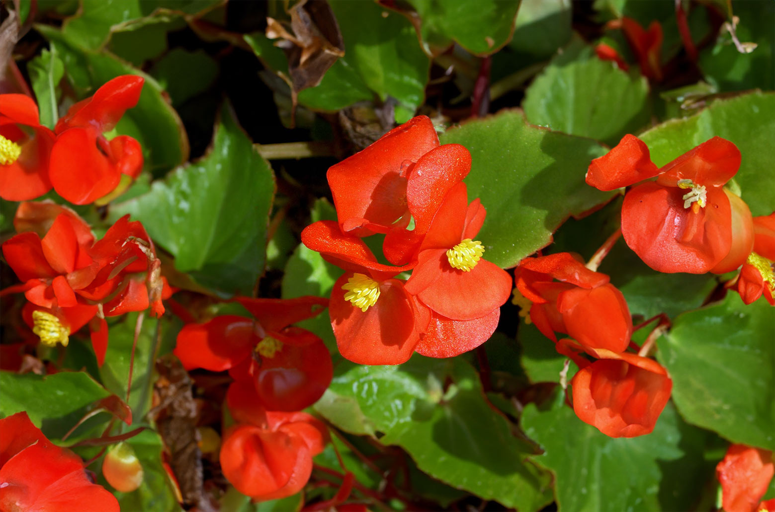 Begonia Dragon - semperflorens-cultorum