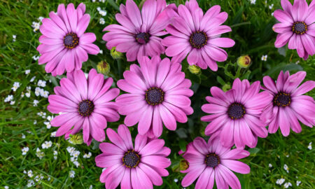 Osteospermum - stokrotka afrykańska