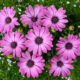 Osteospermum - stokrotka afrykańska