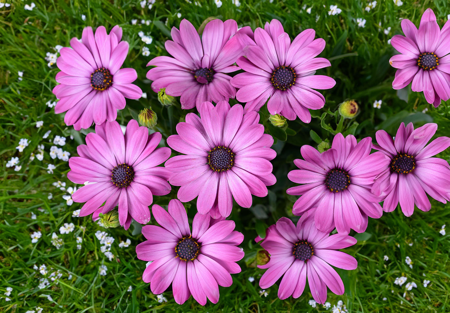 Osteospermum - stokrotka afrykańska