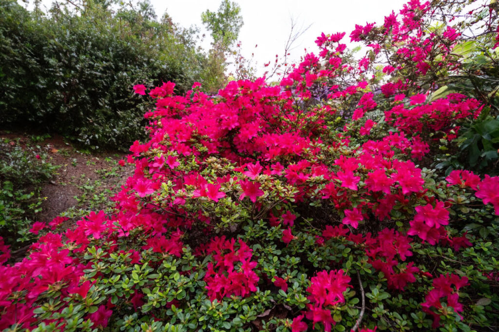 Azalia ogrodowa
