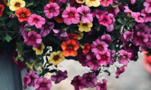 Petunia - surfinia - porady
