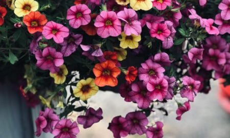 Petunia - surfinia - porady