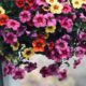 Petunia - surfinia - porady