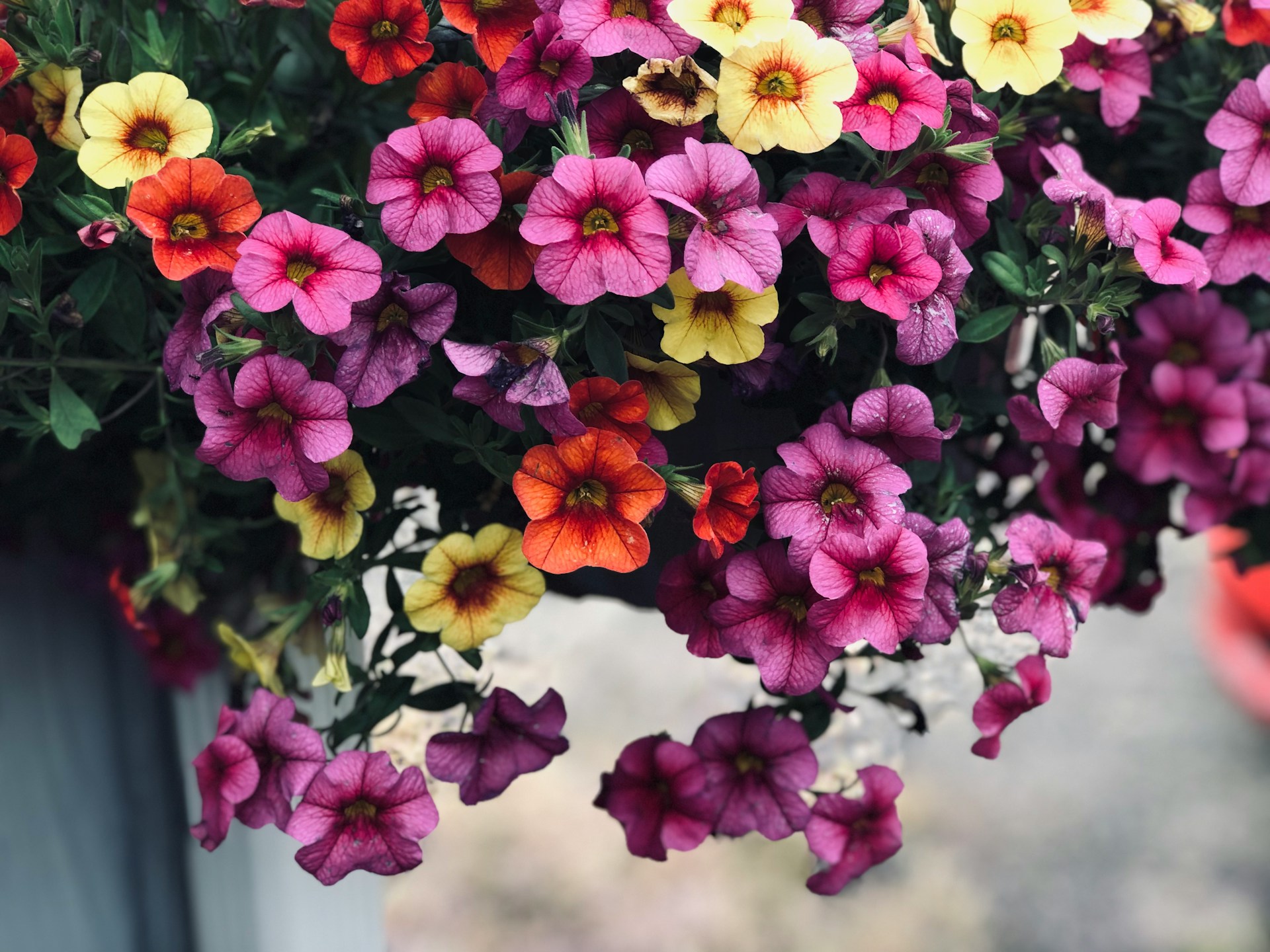 Petunia - surfinia - porady