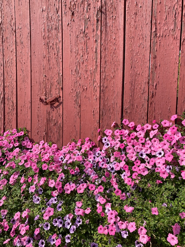 Petunia - uprawa