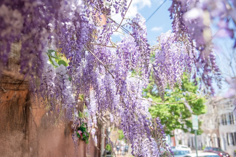 Uprawa wisterii