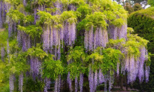 Wisteria glicynia