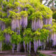 Wisteria glicynia