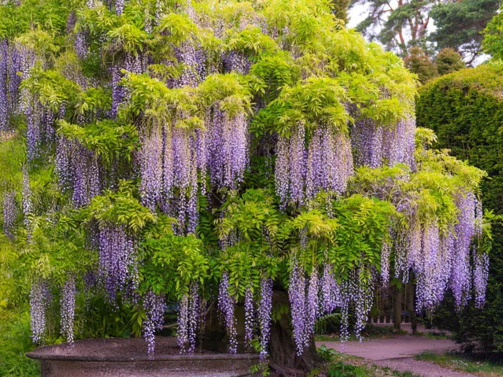 Wisteria glicynia